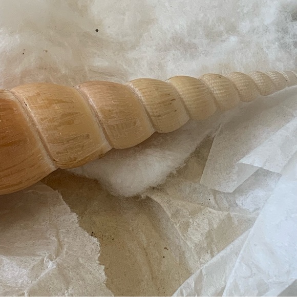 Spindle Tibia Seashell (s) Vintage - Picture 11 of 11